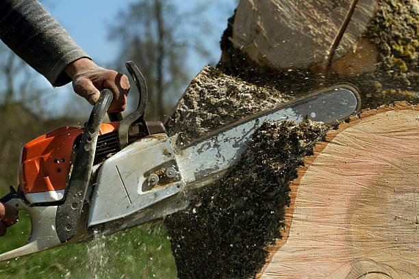 Emergency Storm Tree Removal in Cherryvale, KS